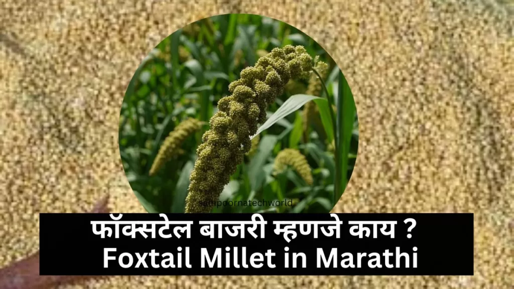 Foxtail Millet in Marathi