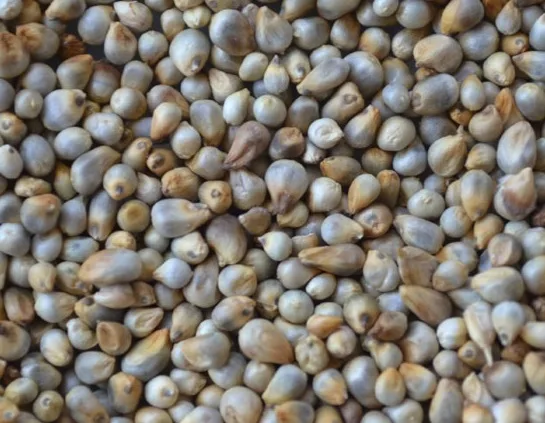 बाजरी-Pearl-millet