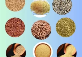 TYPES OF MILLETS IN MARATHI 1